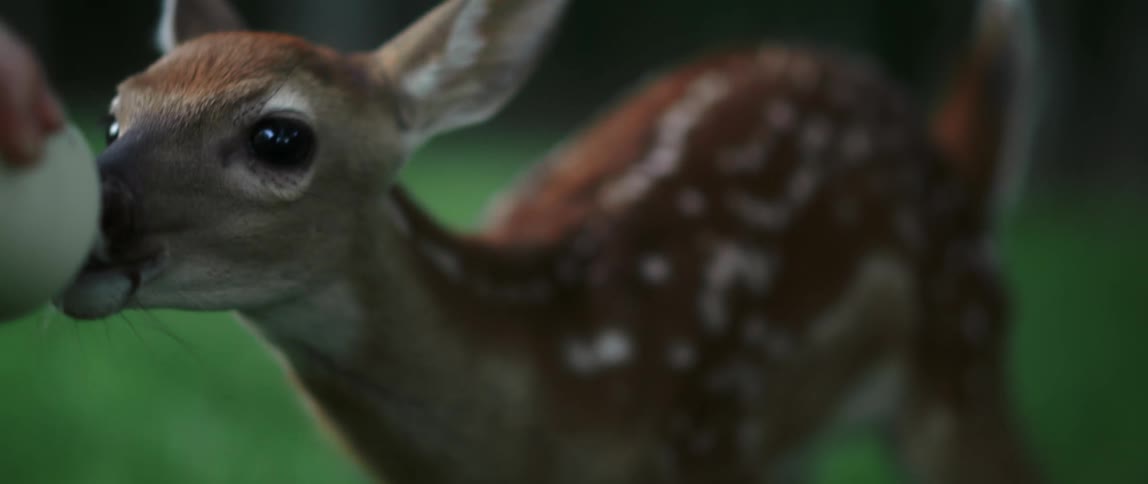 Baby deer drinking from bottle