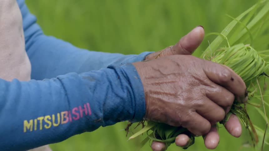 Person folding up some foliage that they have just picked