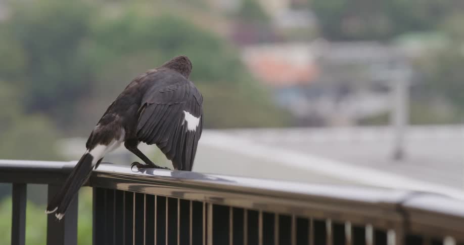 Black bird sitting on a balcony looking around and flapping its wings before flying away