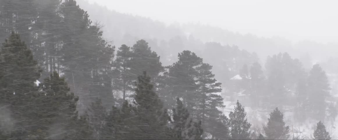 Falling snow joins snow on slope obscuring conifer forest