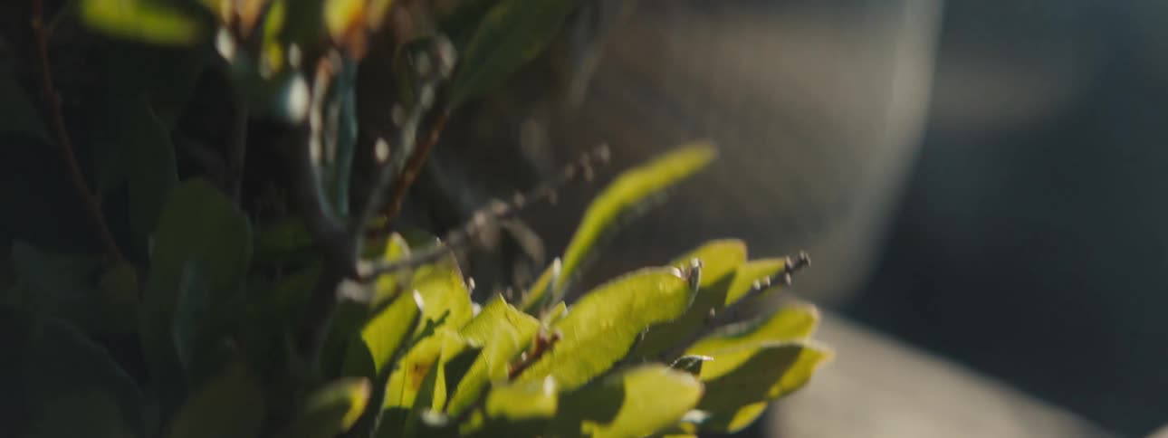 People pruning the leaves on a small bush at morning