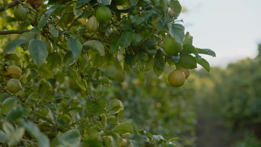 A farm worker pulls a lemon off a lemon tree
