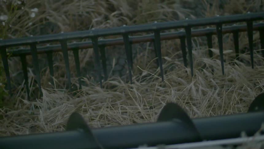 Sharp teeth from a hay baler churns hay