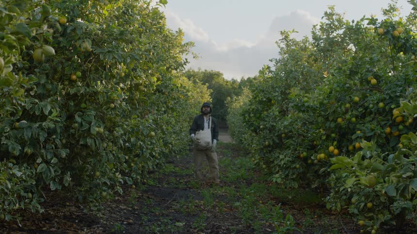 A man holds a bag full of picked lemons as he stands in an orchard