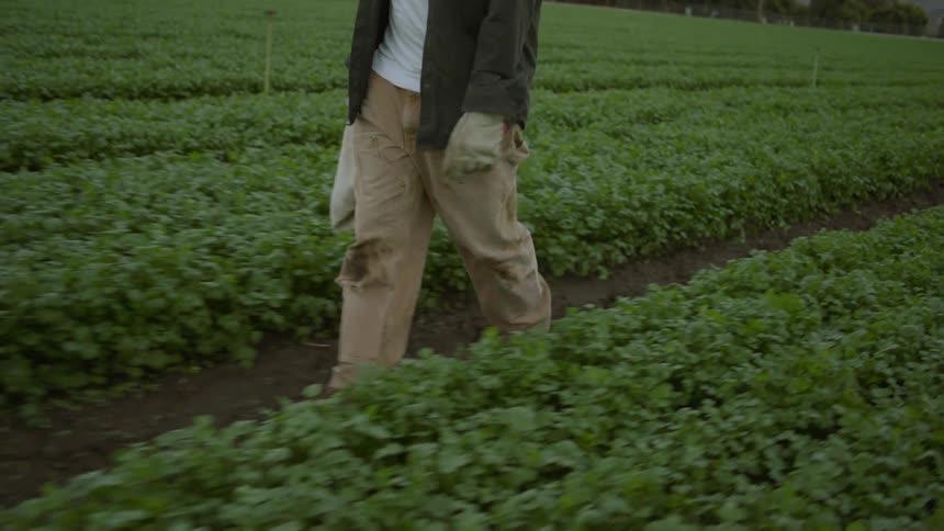 A man is walking in a field of crops during the day