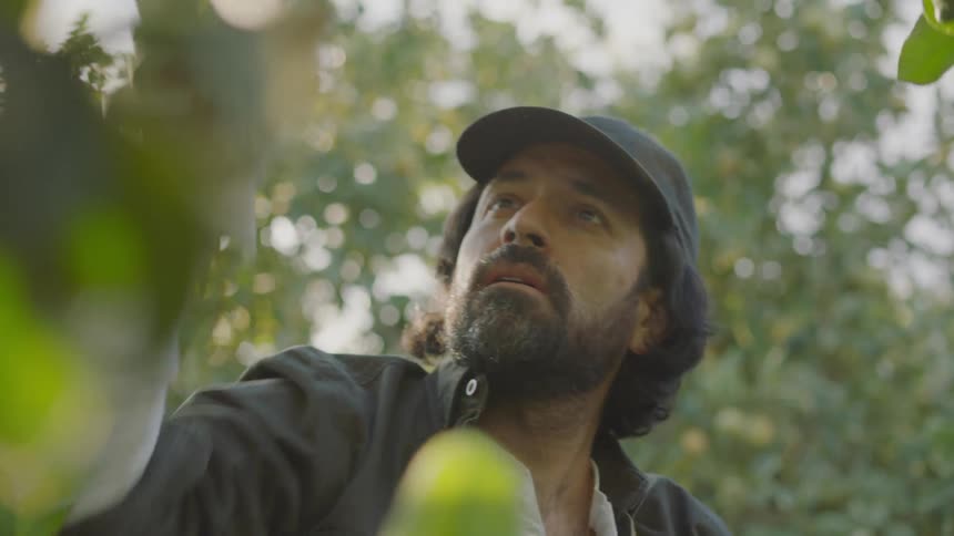 A man picking fruit off of a tree