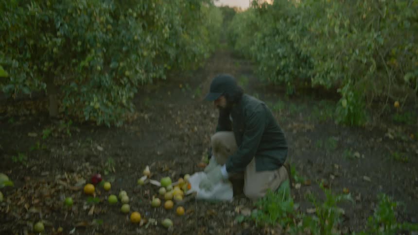 A farm worker drops a bag of lemons while walking through the orchard