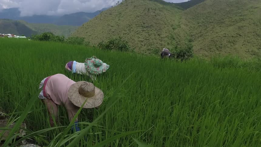 Farm workers bending over in a rice patty