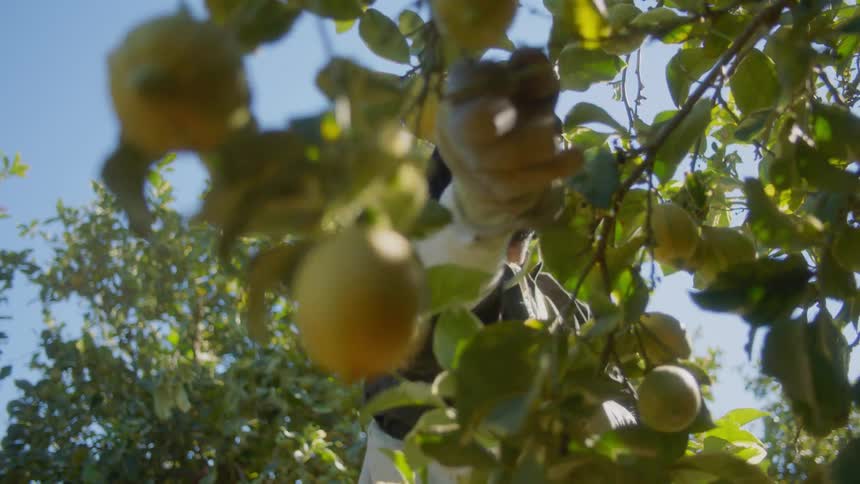A agricultural worker picks lemons from a lemon tree and places them into a bag while standing outdoors on a sunny day