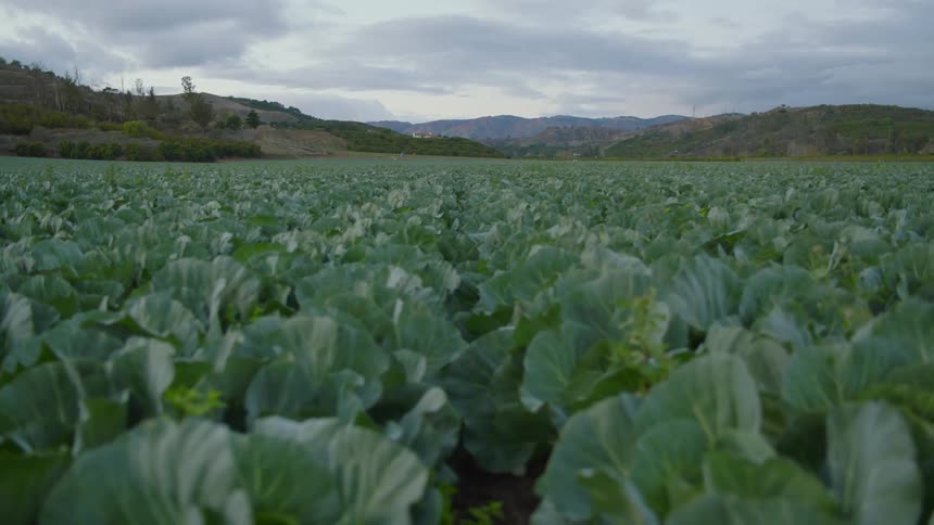 A landscape view of a garden filled with cabbage