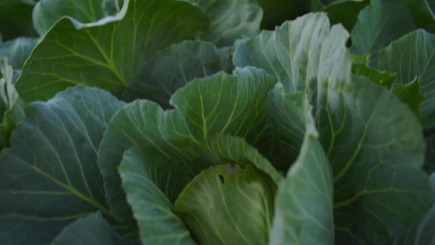 Cabbages in a garden