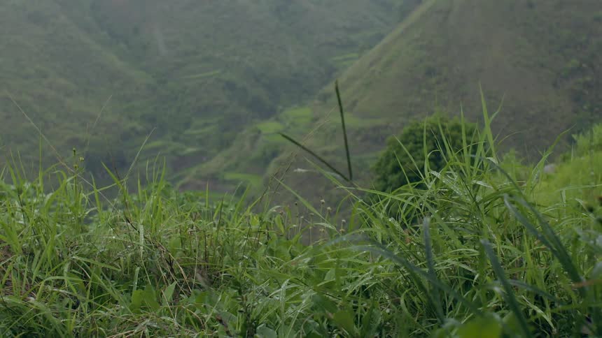 Rain falls on tall grass with grassy hills in the background
