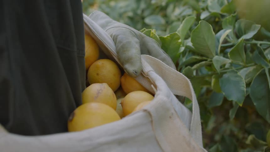 A man picking lemons placing them into a carrying bag on his shoulder during the day