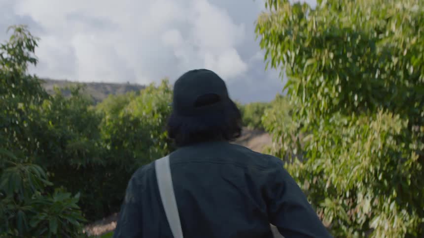 A man carrying a bag walking down a path in a lemon tree grove during the day