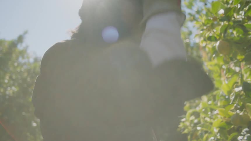 Worker picking up fruit from trees in a farm