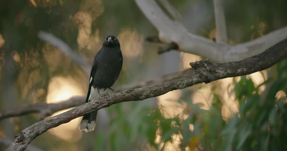 Black bird sitting on a tree branch looking around as the leaves move in the breeze