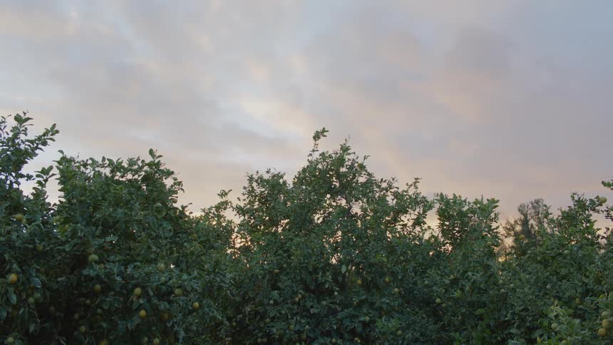 Fruit fills trees in orchard under cloudy red tinted sky