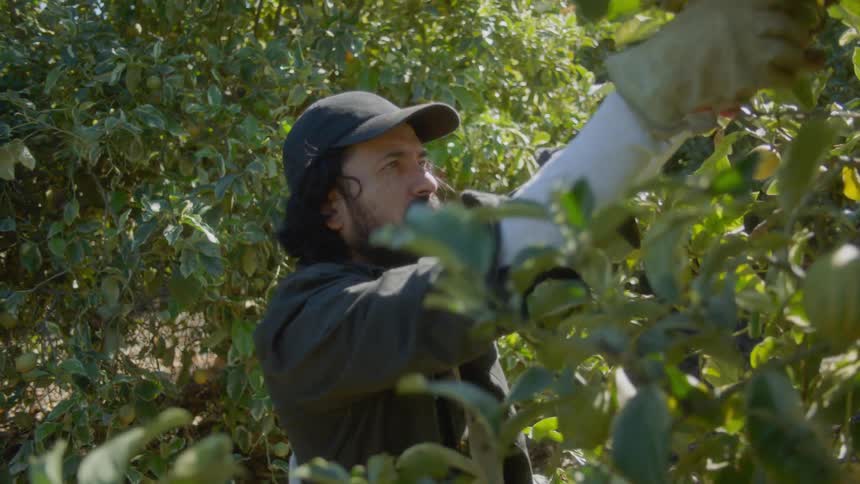 Man with beard cap and shirt picks fruit in the orchards