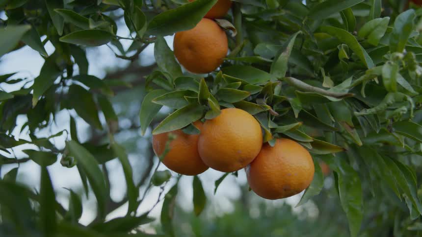 A view of oranges growing on a tree outdoors