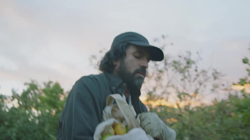 An agricultural worker carries a bag of lemons through a lemon orchard in the evening