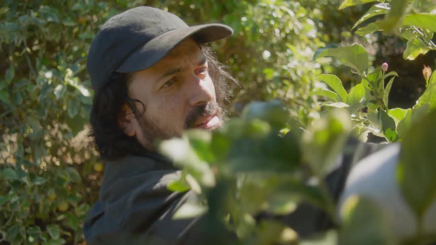 A bearded man reaches up to pick several pieces of fruit from a tree
