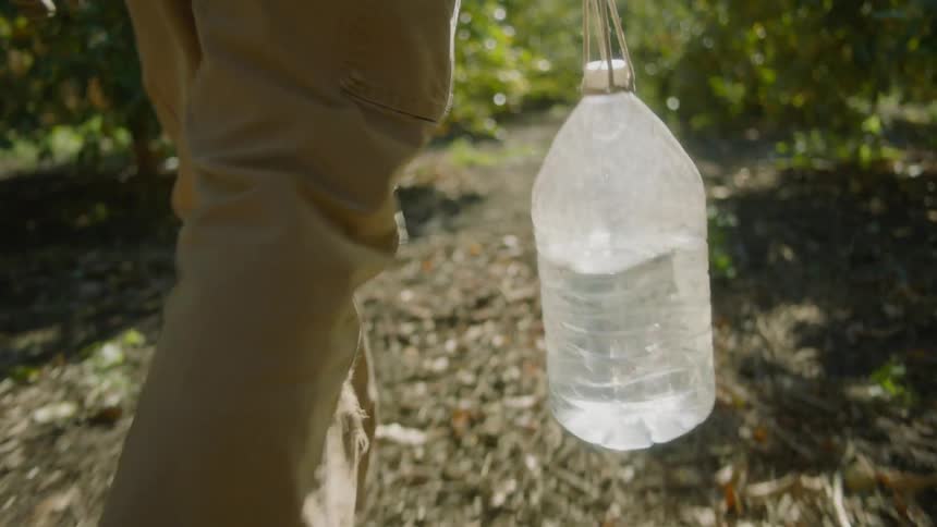 A man walking through an orchard carries a jug of water