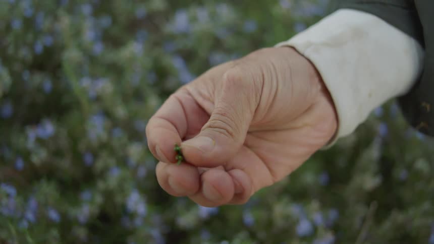 A man smelling a plant outdoors