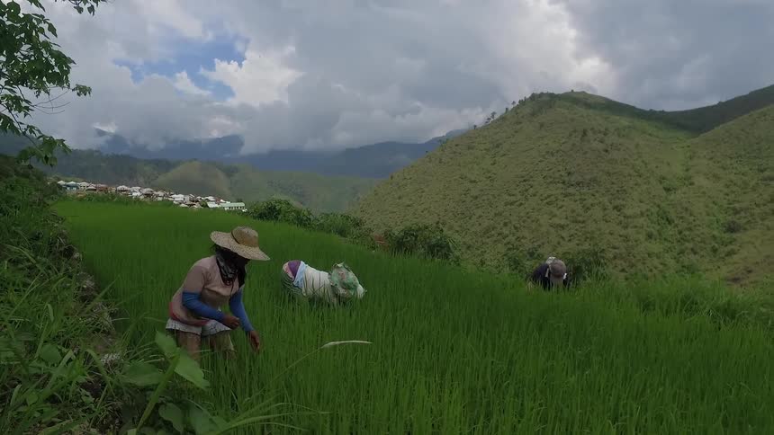 People are working a field of tall green grass