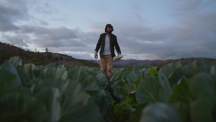 A man gets up from within a field of growing cabbage and walks towards the camera
