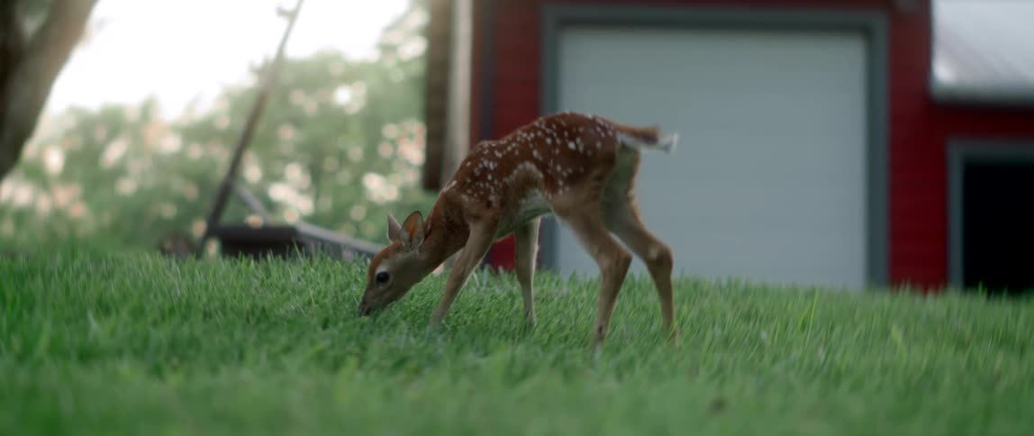 Baby deer eating grass