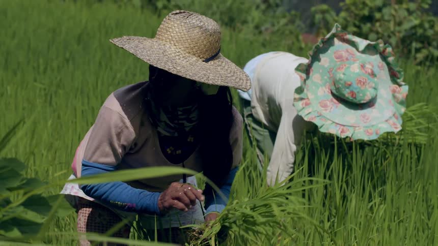 Women harvesting grasses