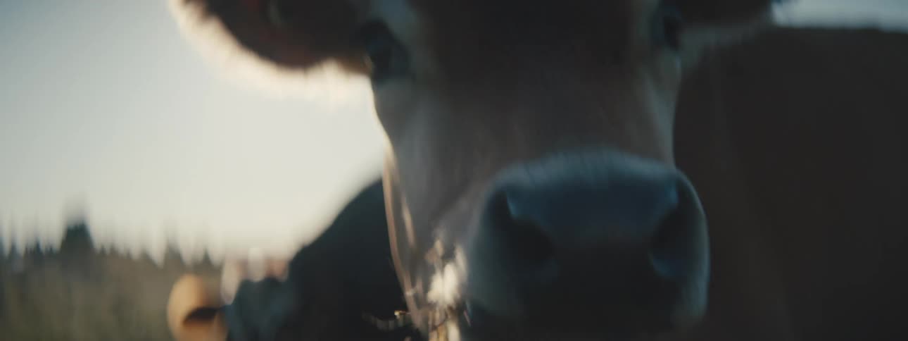 A pair of cows graze in a field on a sunny day