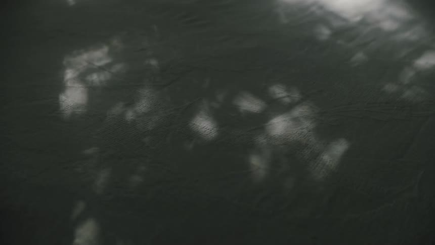 Shadow of a tree