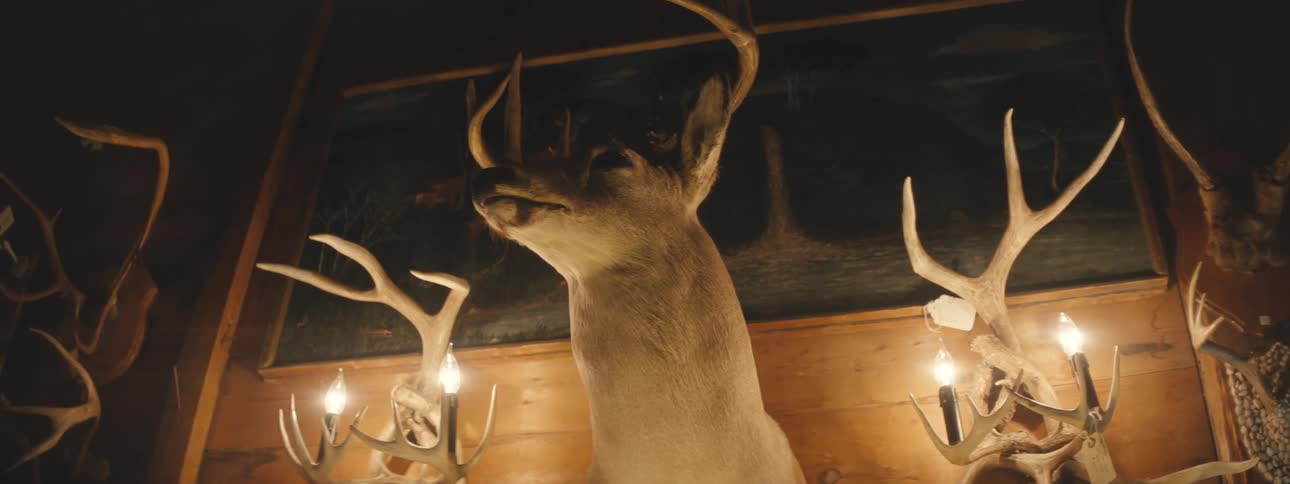 Deer head on wall