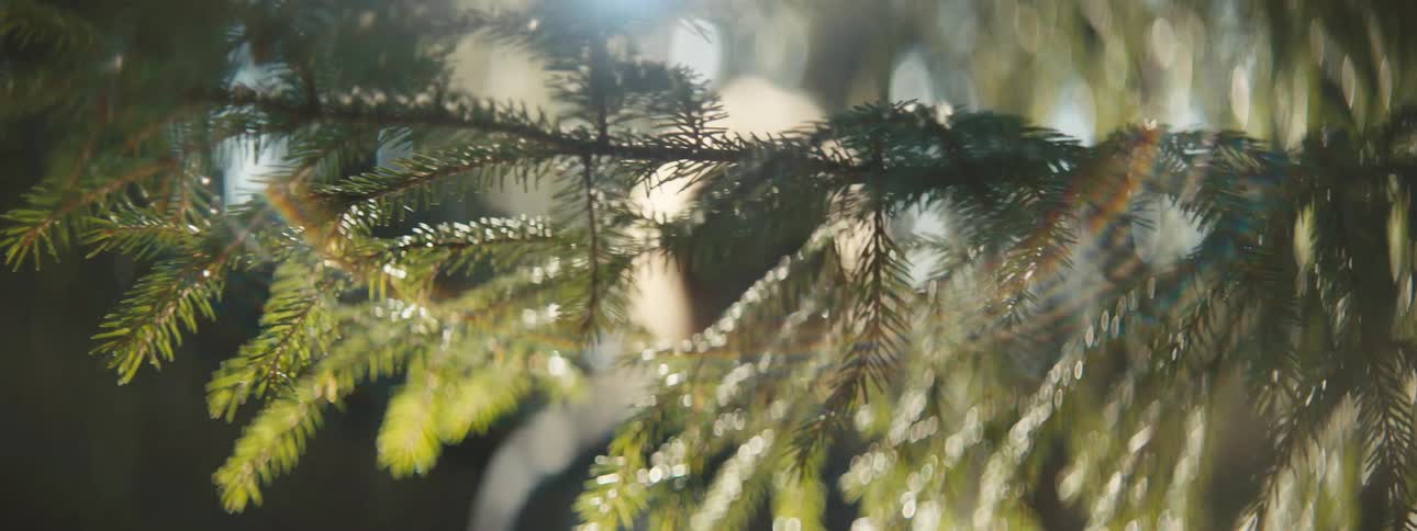 Light shining through trees forms rainbow effect around conifer branch as people walk past