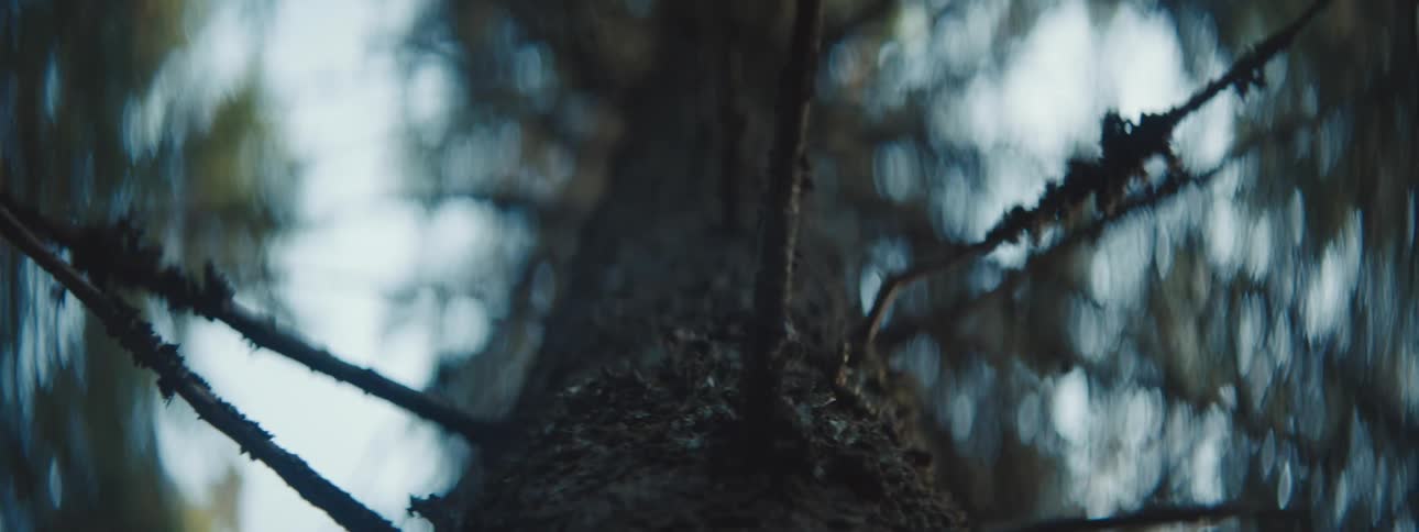 Close up of a tree trunk in a forest