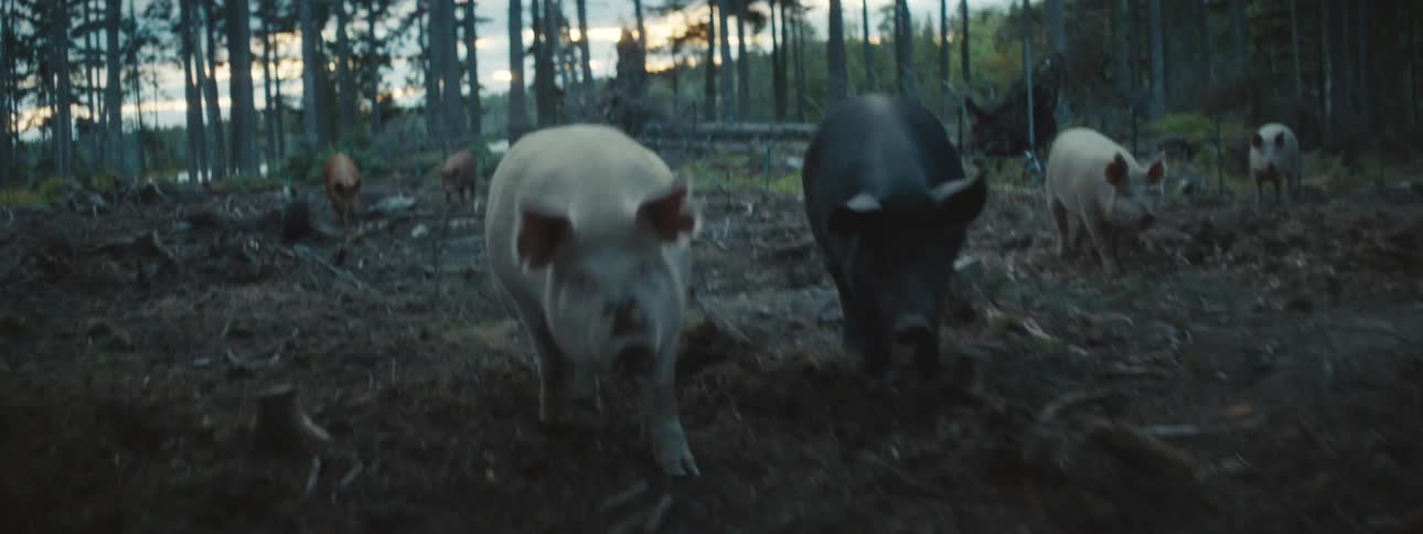 Pigs walking in a group out in a forest at sunrise