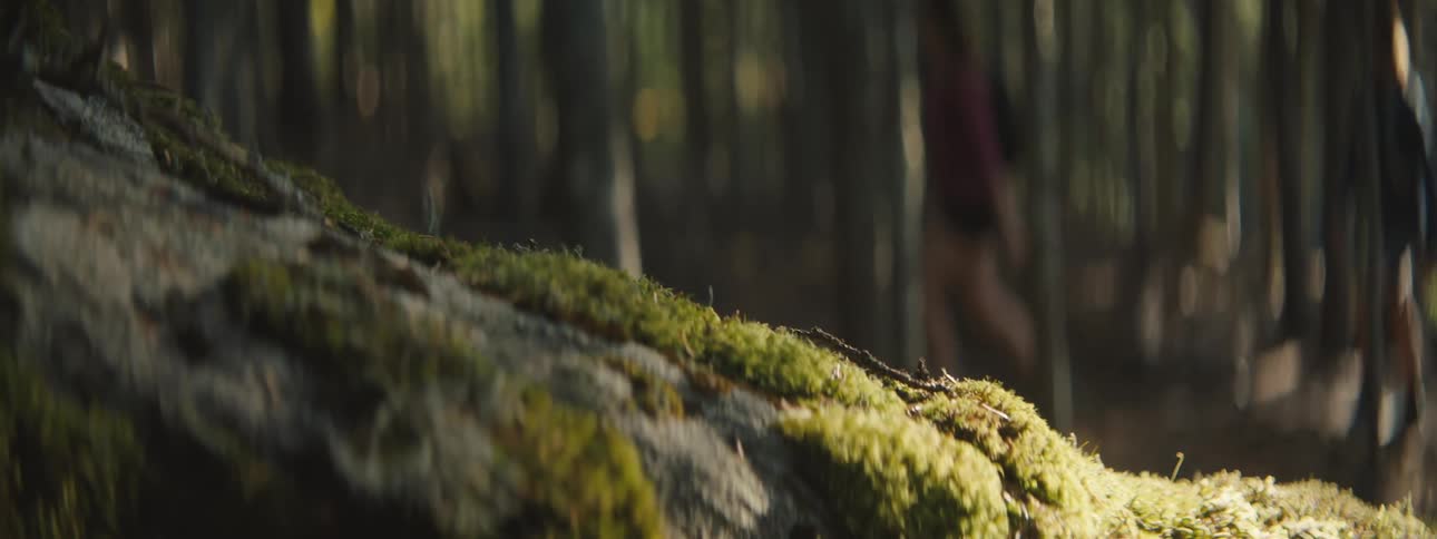 Sunlight shines on green moss on bark with hikers and forest trees behind