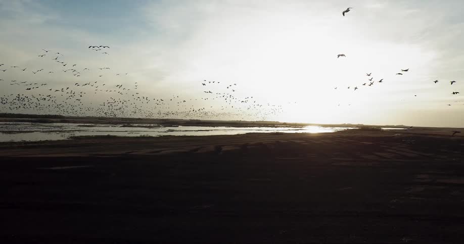 A flock of birds fly over a coast at low tide at dawn