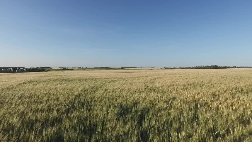 A wide grassy meadow