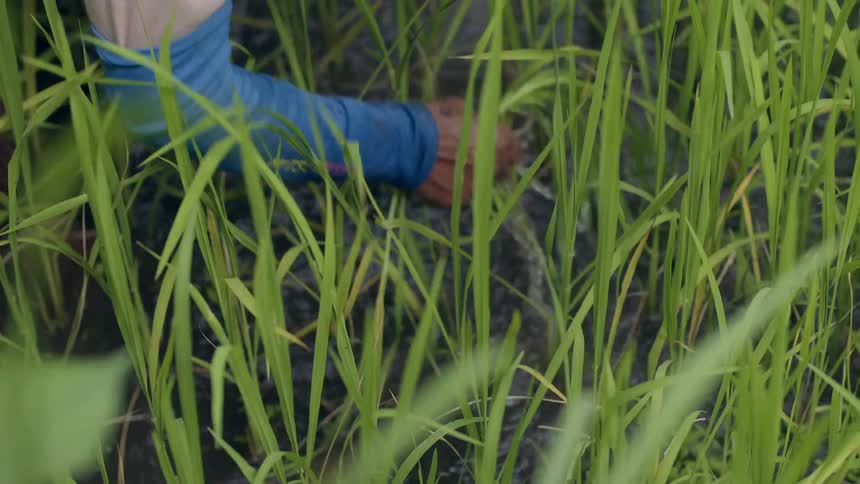 Person pulling grass in a wet grassland