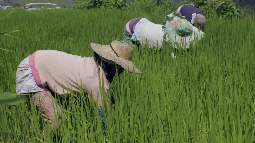 Three people are working a field with tall grass