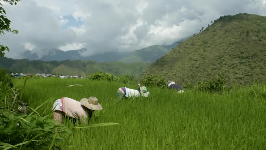People working in a tall grassy field