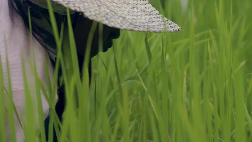 Person working in a tall grassy field