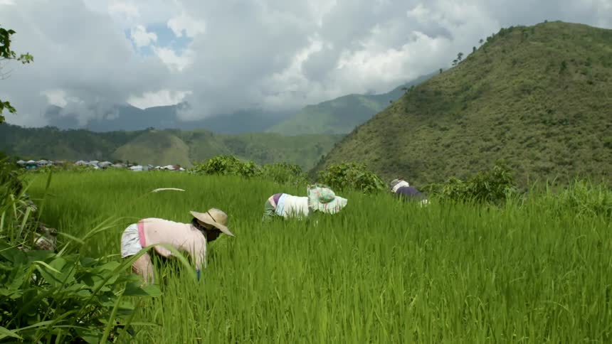 People are working a field gathering