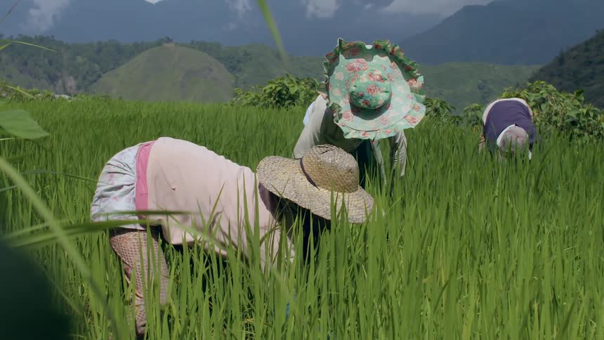 People wearing colorful hats while working in a tall grassy field