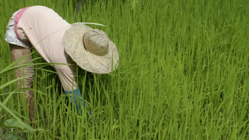 Person bent over working in a tall grassy field