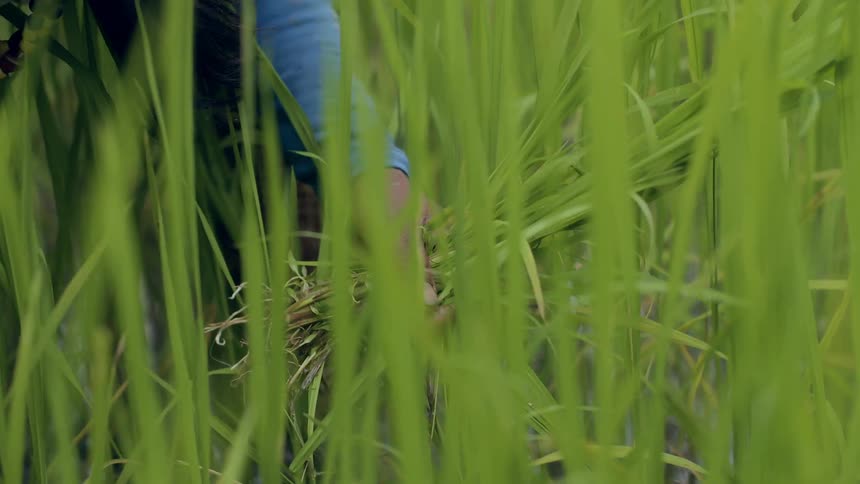 A person is gathering tall green grass in a field
