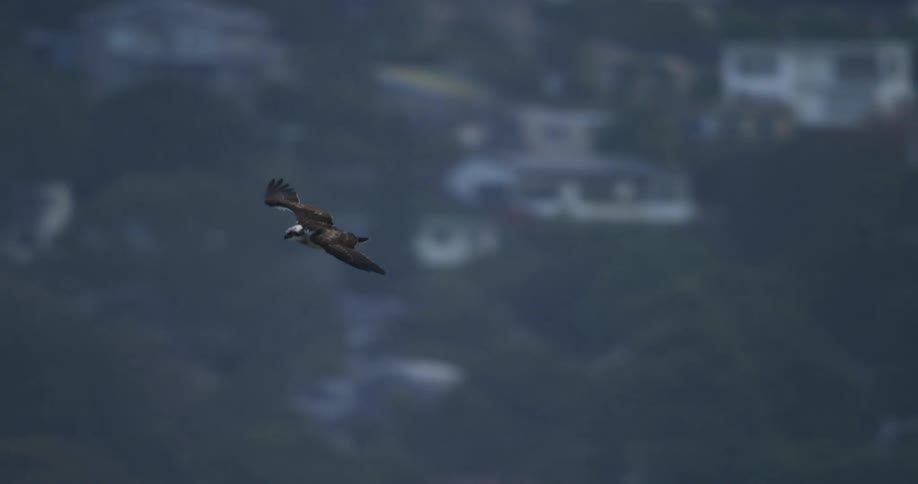 Bird flying in the sky