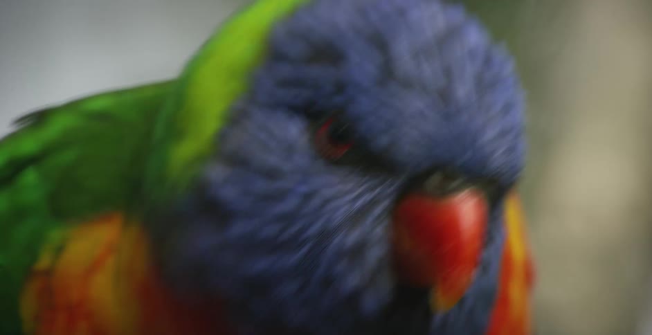A close up view of a bird with colorful feathers